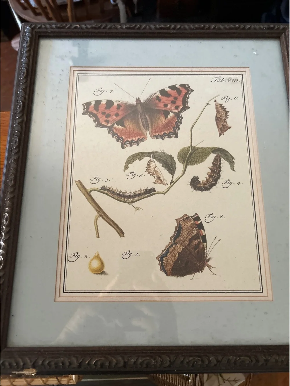 Vintage Butterfly Illustration Framed Wall Art